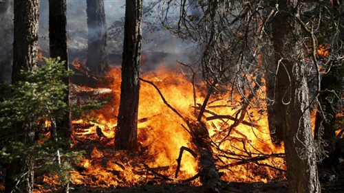 Allerta Incendi: Stato di Massima Pericolosità in Piemonte dall'8 Luglio 2026